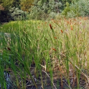 Typha orientalis at Paddys River, ACT - 4 Mar 2019