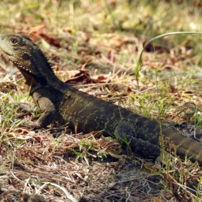 Intellagama lesueurii howittii (Gippsland Water Dragon) at Paddys River, ACT - 4 Mar 2019 by RodDeb