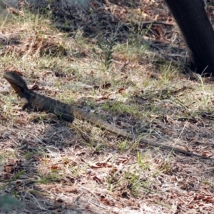 Intellagama lesueurii howittii at Paddys River, ACT - 4 Mar 2019 11:31 AM