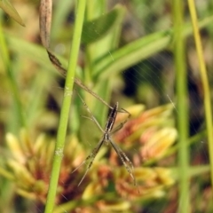 Argiope protensa (Long-tailed Argiope) at Paddys River, ACT - 3 Mar 2019 by RodDeb