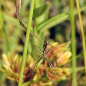 Argiope protensa at Paddys River, ACT - 4 Mar 2019