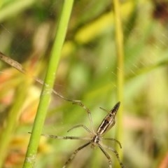 Argiope protensa at Paddys River, ACT - 4 Mar 2019 10:52 AM