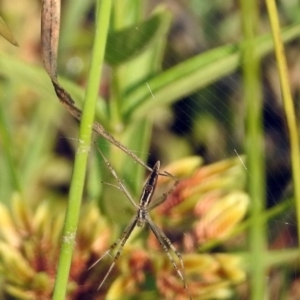 Argiope protensa at Paddys River, ACT - 4 Mar 2019