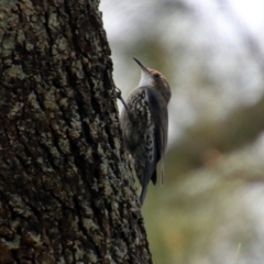 Cormobates leucophaea (White-throated Treecreeper) at Cotter Reserve - 4 Mar 2019 by RodDeb