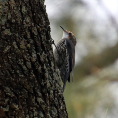 Cormobates leucophaea (White-throated Treecreeper) at Uriarra Village, ACT - 4 Mar 2019 by RodDeb