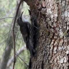 Cormobates leucophaea at Uriarra Village, ACT - 4 Mar 2019