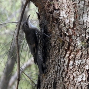 Cormobates leucophaea at Uriarra Village, ACT - 4 Mar 2019 01:28 PM