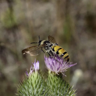 Radumeris tasmaniensis (Yellow Hairy Flower Wasp) at Wayo, NSW - 5 Mar 2019 by DPRees125