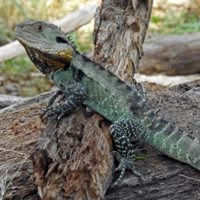 Intellagama lesueurii howittii (Gippsland Water Dragon) at Cotter Reserve - 4 Mar 2019 by RodDeb