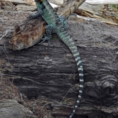 Intellagama lesueurii howittii at Uriarra Village, ACT - 4 Mar 2019