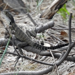 Intellagama lesueurii howittii at Uriarra Village, ACT - 4 Mar 2019