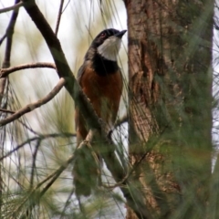 Pachycephala rufiventris (Rufous Whistler) at Cotter Reserve - 4 Mar 2019 by RodDeb