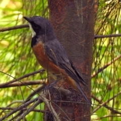 Pachycephala rufiventris at Paddys River, ACT - 4 Mar 2019