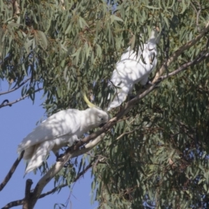 Cacatua galerita at Forde, ACT - 4 Mar 2019