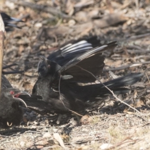 Corcorax melanorhamphos at Forde, ACT - 4 Mar 2019