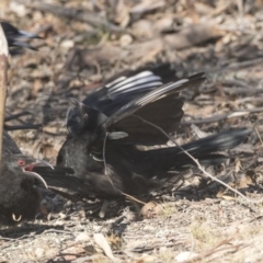 Corcorax melanorhamphos (White-winged Chough) at Forde, ACT - 3 Mar 2019 by Alison Milton