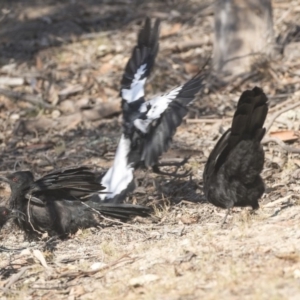 Corcorax melanorhamphos at Forde, ACT - 4 Mar 2019 09:23 AM