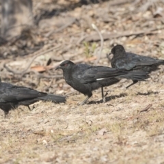 Corcorax melanorhamphos at Forde, ACT - 4 Mar 2019