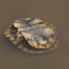 Chelodina longicollis at Amaroo, ACT - 4 Mar 2019 12:31 PM