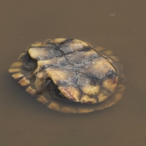 Chelodina longicollis at Amaroo, ACT - 4 Mar 2019 12:31 PM