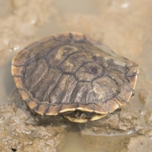 Chelodina longicollis at Amaroo, ACT - 4 Mar 2019 12:31 PM