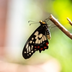 Papilio anactus (Dainty Swallowtail) at Macgregor, ACT - 4 Mar 2019 by Roger