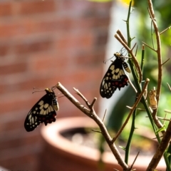 Papilio anactus at Macgregor, ACT - 4 Mar 2019