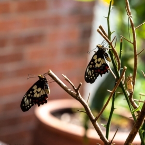 Papilio anactus at Macgregor, ACT - 4 Mar 2019