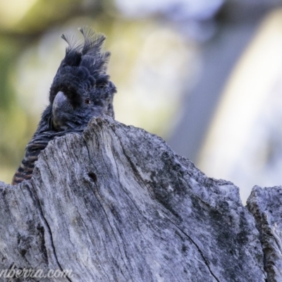 Callocephalon fimbriatum (Gang-gang Cockatoo) at Red Hill, ACT - 2 Mar 2019 by BIrdsinCanberra