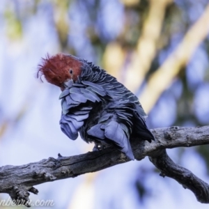 Callocephalon fimbriatum at Red Hill, ACT - 2 Mar 2019