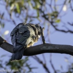 Callocephalon fimbriatum at Red Hill, ACT - 2 Mar 2019