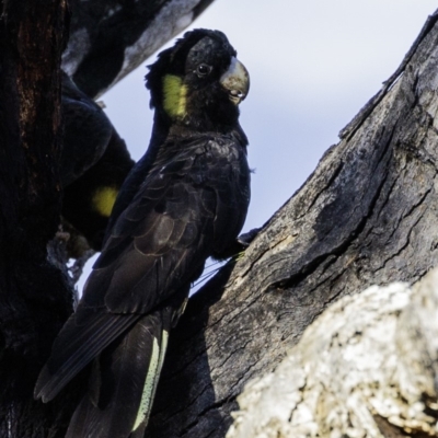 Zanda funerea (Yellow-tailed Black-Cockatoo) at Deakin, ACT - 2 Mar 2019 by JonSteinbeck