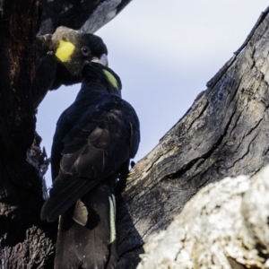 Zanda funerea at Deakin, ACT - 2 Mar 2019