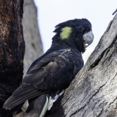 Zanda funerea at Deakin, ACT - 2 Mar 2019