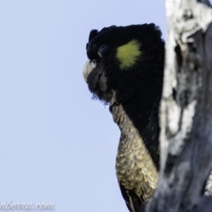 Zanda funerea at Deakin, ACT - 2 Mar 2019