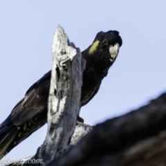 Zanda funerea at Deakin, ACT - 2 Mar 2019 08:53 AM