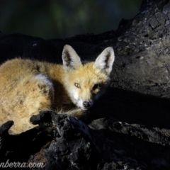 Vulpes vulpes (Red Fox) at Red Hill, ACT - 2 Mar 2019 by JonSteinbeck