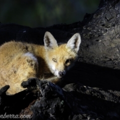 Vulpes vulpes (Red Fox) at Red Hill, ACT - 2 Mar 2019 by BIrdsinCanberra