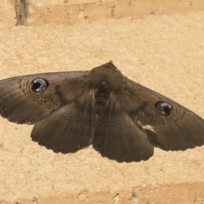 Dasypodia selenophora (Southern old lady moth) at Higgins, ACT - 2 Mar 2019 by Alison Milton