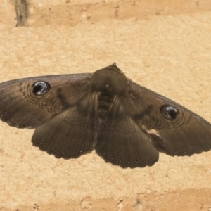 Dasypodia selenophora at Higgins, ACT - 3 Mar 2019