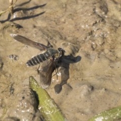 Comptosia sp. (genus) (Unidentified Comptosia bee fly) at Forde, ACT - 4 Mar 2019 by AlisonMilton