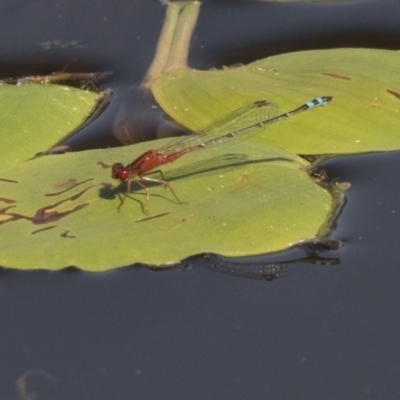 Xanthagrion erythroneurum (Red & Blue Damsel) at Amaroo, ACT - 3 Mar 2019 by Alison Milton