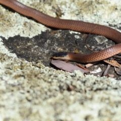 Parasuta dwyeri (Dwyer's Black-headed Snake) at Amaroo, ACT - 26 Dec 2018 by BrianHerps