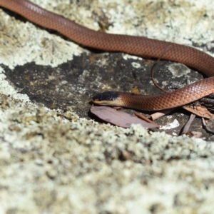 Parasuta dwyeri at Amaroo, ACT - 27 Dec 2018 08:34 AM