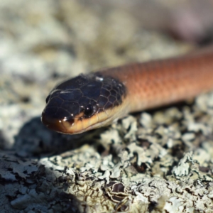 Parasuta dwyeri at Amaroo, ACT - 27 Dec 2018 08:34 AM