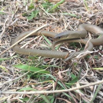 Delma inornata (Olive Legless-lizard) at Amaroo, ACT - 14 Oct 2018 by BrianHerps