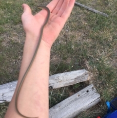 Delma inornata (Olive Legless-lizard) at Goorooyarroo NR (ACT) - 14 Oct 2018 by BrianHerps