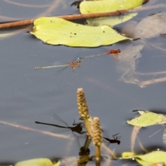 Xanthagrion erythroneurum (Red & Blue Damsel) at Forde, ACT - 4 Mar 2019 by AlisonMilton