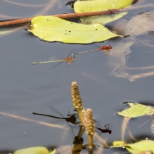 Xanthagrion erythroneurum at Forde, ACT - 4 Mar 2019