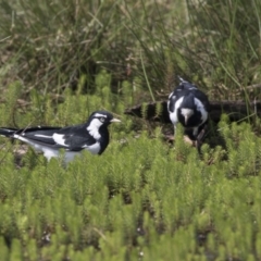 Grallina cyanoleuca (Magpie-lark) at Mulligans Flat - 3 Mar 2019 by Alison Milton